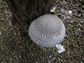 宮崎産乾燥椎茸　日向ふじ